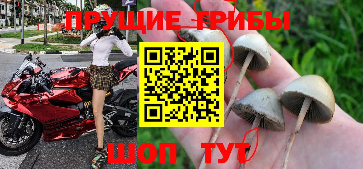 где можно купить   Галлюциногенные грибы Psilocybine cubensis  Вход с VPN  Фрязино 
